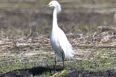 Snowy Egret, 2022-03-17 &mdash; Leon County, FL