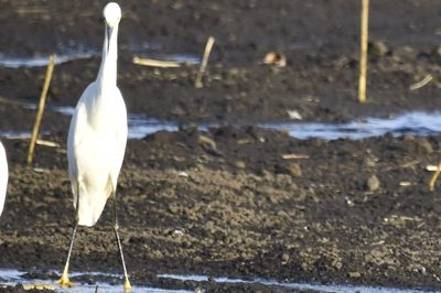 Snowy Egret, 2021-12-05 &mdash; Leon County, FL