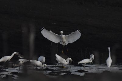 Snowy Egret, 2021-12-03 &mdash; Leon County, FL