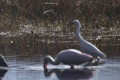 Snowy Egret, 2021-11-13 &mdash; Wakulla County, FL