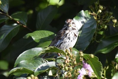 Song Sparrow, 2021-08-11 &mdash; Henderson County, NC