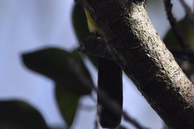 Spot-breasted Oriole, 2021-12-17 &mdash; Broward County, FL