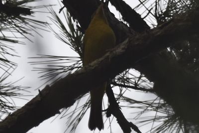 Summer Tanager, 2021-09-18 &mdash; Leon County, FL