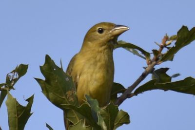 Summer Tanager, 2021-09-11 &mdash; Leon County, FL