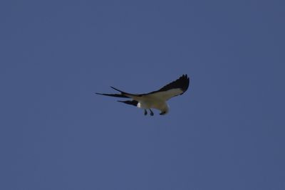 Swallow-tailed Kite, 2021-08-12 &mdash; Henderson County, NC