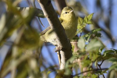 Tennessee Warbler, 2021-09-25 &mdash; Leon County, FL