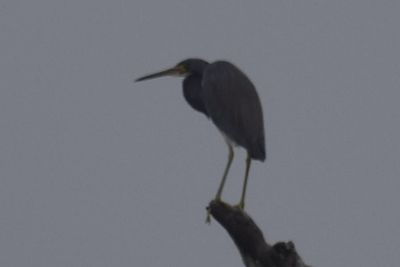 Tricolored Heron, 2021-12-11 &mdash; Wakulla County, FL