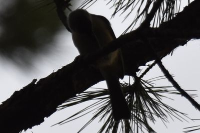 Tufted Titmouse, 2021-09-18 &mdash; Leon County, FL
