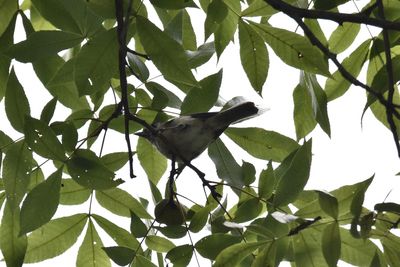 Tufted Titmouse, 2021-08-12 &mdash; Henderson County, NC