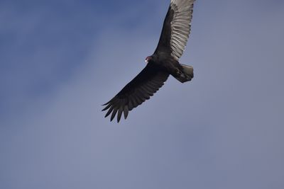 Turkey Vulture, 2021-11-13 &mdash; Wakulla County, FL