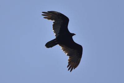 Turkey Vulture, 2021-08-12 &mdash; Henderson County, NC
