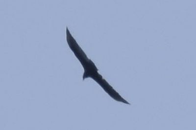 Turkey Vulture, 2021-08-11 &mdash; Henderson County, NC