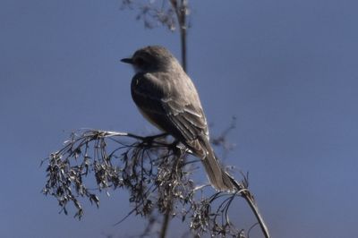 Vermilion Flycatcher, 2022-02-19 &mdash; Wakulla County, FL