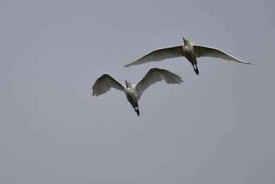 Western Cattle-Egret, 2021-08-28 &mdash; Leon County, FL
