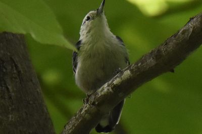 White-breasted Nuthatch, 2021-08-10 &mdash; Henderson County, NC