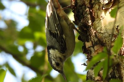 White-breasted Nuthatch, 2021-07-05 &mdash; Cook County, IL