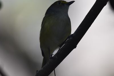 White-eyed Vireo, 2021-11-13 &mdash; Wakulla County, FL