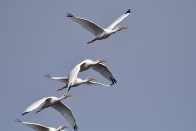 White Ibis, 2021-12-11 &mdash; Wakulla County, FL