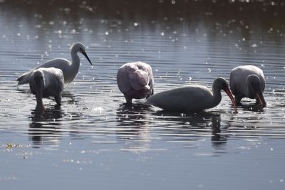 White Ibis, 2021-11-13 &mdash; Wakulla County, FL