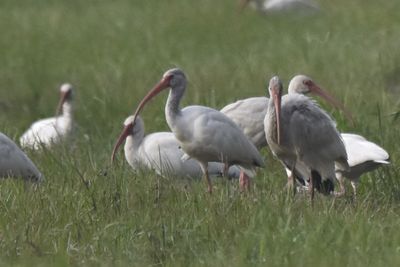 White Ibis, 2021-09-09 &mdash; Leon County, FL