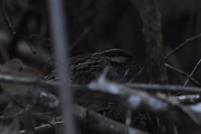 White-throated Sparrow, 2021-12-12 &mdash; Wakulla County, FL