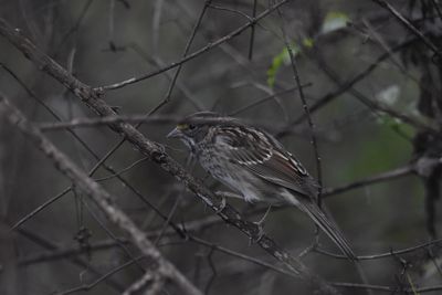 White-throated Sparrow, 2021-12-10 &mdash; Leon County, FL