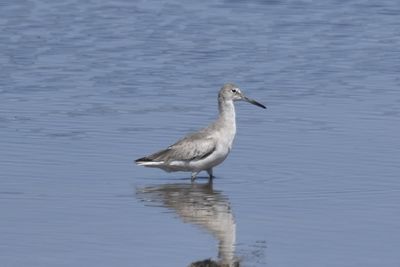 Willet, 2023-05-04 &mdash; Wakulla County, FL