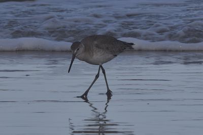 Willet, 2023-02-04 &mdash; Wakulla County, FL