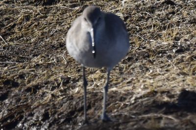 Willet, 2022-12-29 &mdash; Wakulla County, FL