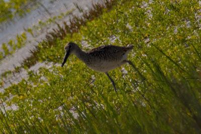 Willet, 2022-06-12 &mdash; Wakulla County, FL