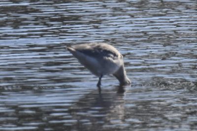 Willet, 2021-11-13 &mdash; Wakulla County, FL