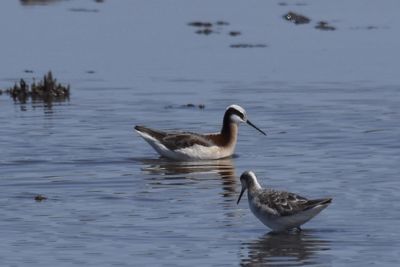 Wilson's Phalarope, 2023-05-04 &mdash; Wakulla County, FL