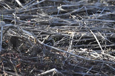 Wilson's Snipe, 2022-12-29 &mdash; Wakulla County, FL