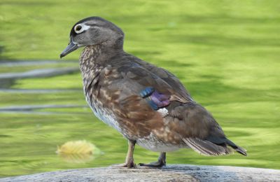 Wood Duck, 2021-07-06 &mdash; Cook County, IL