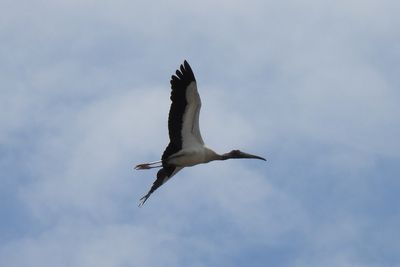 Wood Stork, 2021-07-17 &mdash; Palm Beach County, FL