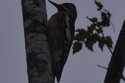 Yellow-bellied Sapsucker, 2021-12-10 &mdash; Leon County, FL