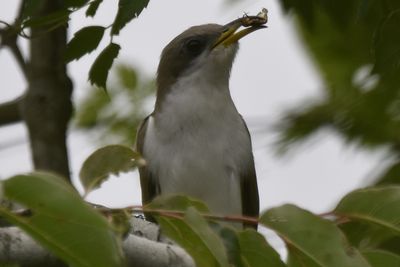 Yellow-billed Cuckoo, 2022-05-22 &mdash; Leon County, FL