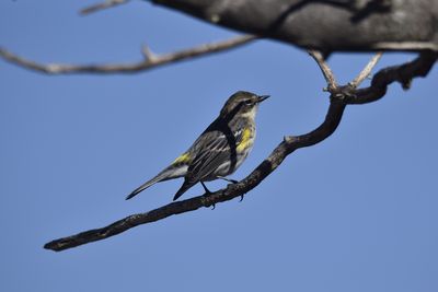 Yellow-rumped Warbler, 2022-12-29 &mdash; Wakulla County, FL