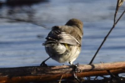 Yellow-rumped Warbler, 2022-01-29 &mdash; Leon County, FL