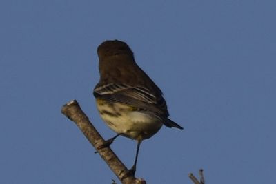 Yellow-rumped Warbler, 2021-12-12 &mdash; Wakulla County, FL