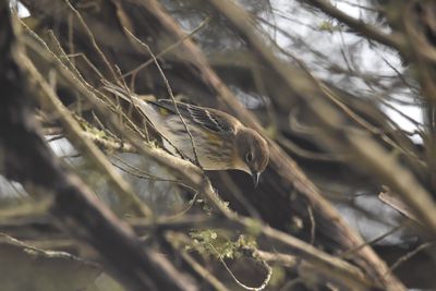 Yellow-rumped Warbler, 2021-12-11 &mdash; Wakulla County, FL