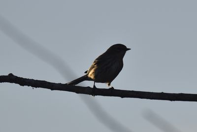 Yellow-rumped Warbler, 2021-12-05 &mdash; Leon County, FL